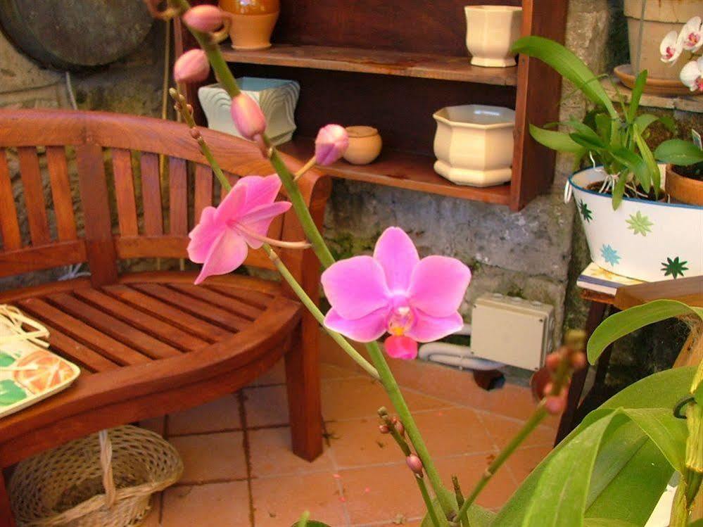 Orchid Corner B&B Meta Exterior foto